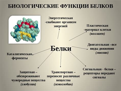 Биологические функции и реакции в организме