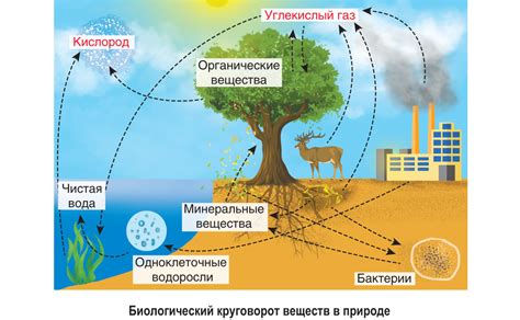 Биологический фактор и его роль