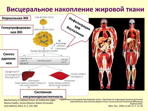 Биометрические подходы к оценке уровня жировой ткани в организме