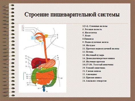 Благоприятное воздействие на функционирование пищеварительной системы