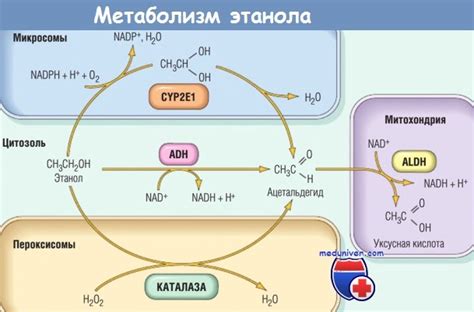 Быстрый метаболизм алкоголя