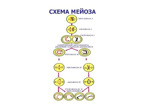 Важность второго деления