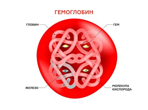 Важность гемоглобина для организма