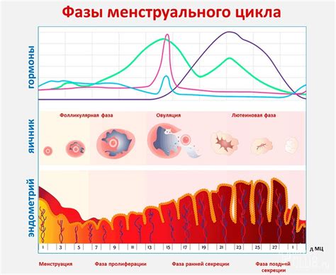 Важность гормонального влияния на регуляцию менструального цикла