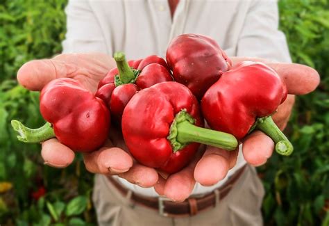 Важность использования семян горького перца: полезность и вкусовые преимущества