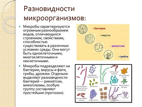 Важность микроорганизмов