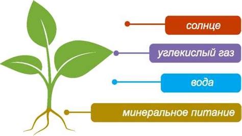 Важность минеральных элементов для питательных веществ