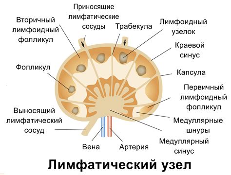 Важность обнаружения лимфатических узлов на женских половых органах