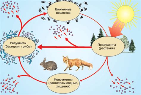 Важность продуцентов и редуцентов