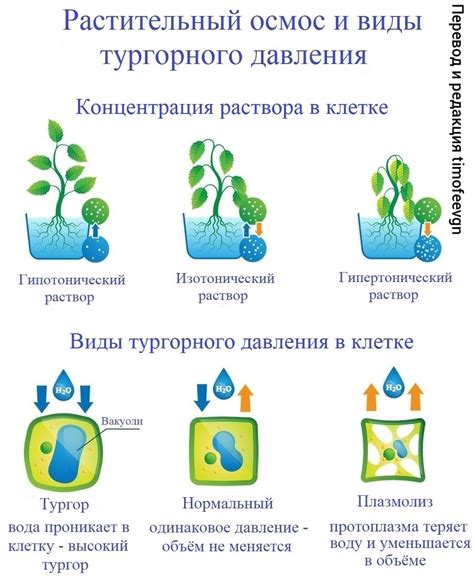 Важность тургорного давления