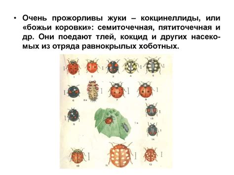 Важные аспекты ухода за малышами после борьбы с паразитами