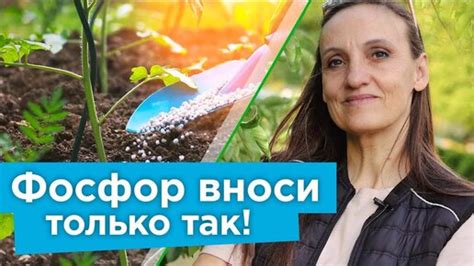 Важные моменты при подкормке