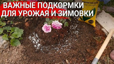 Важные моменты ухода и подкормки