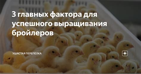 Важные составляющие успешного разведения бройлеров