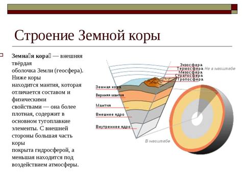 Важные элементы коры