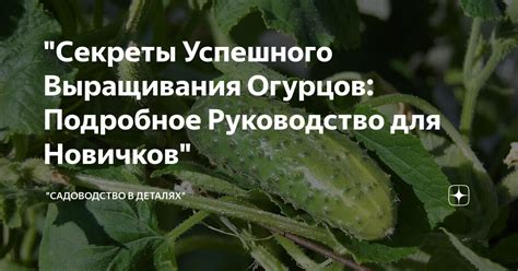 Важные этапы при высадке огурцов: секреты успешного урожая