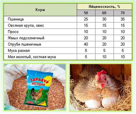 Вариативное питание кур: альтернатива корму из невареного пшена