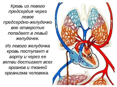 Венозная кровь