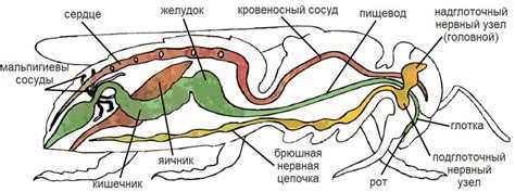 Венозная система насекомого