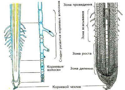 Вентиляция корневой зоны