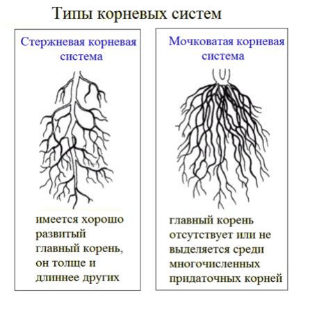 Взаимовлияние корневой системы