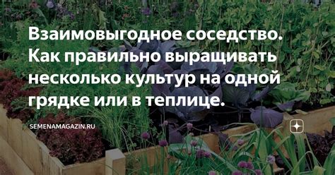 Взаимовыгодное соседство: как сотрудничество на клумбе поддерживает процветание рукколы и базилика