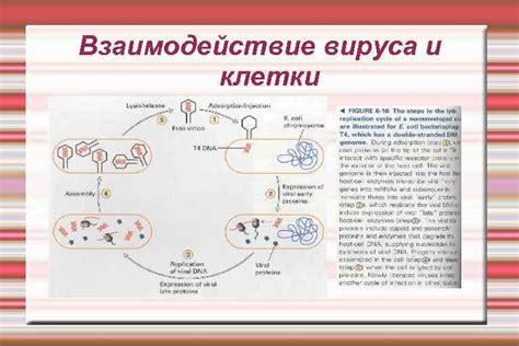 Взаимодействие вируса и клетки: роль обмена вирусных белков и генетического материала