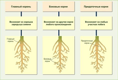 Взаимодействие корневой системы ежевичных и яблоневых растений