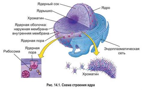 Взаимодействие микротрубочек и ядерной оболочки