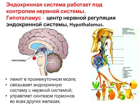 Взаимодействие нервной и эндокринной системы