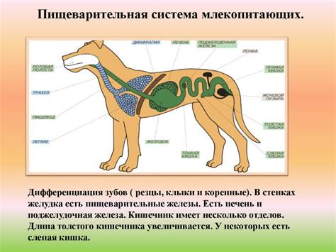 Взаимодействие пищеварительной системы при комбинированном питании домашних животных