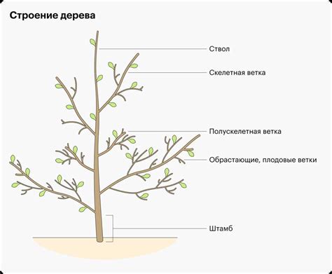 Взаимодействие сосны и вишни: влияние древесного соседа на рост и развитие плодового дерева