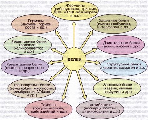 Взаимодействие структурных белков с другими молекулами