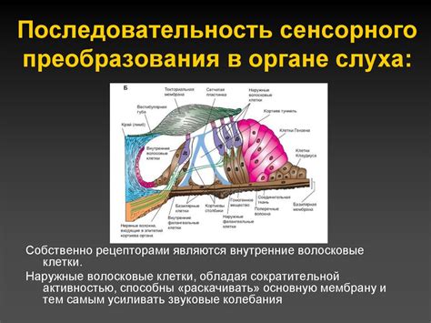 Взаимосвязь генетических факторов и неприятного звучания в органе слуха