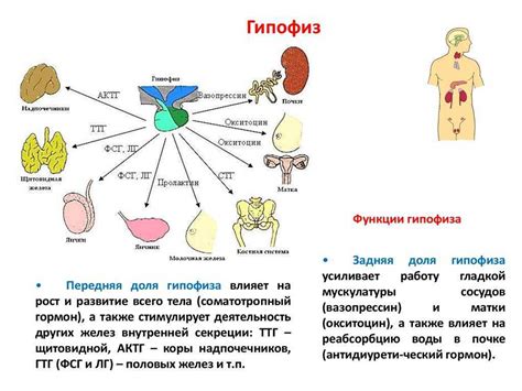 Взаимосвязь гормонов и температуры