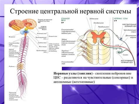 Взаимосвязь икоты и нервной системы