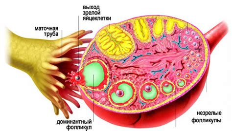 Взаимосвязь между овуляцией и тягостью в боку