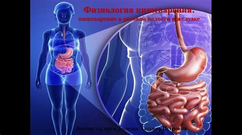 Взаимосвязь между состоянием пищеварения и ощущениями в полости рта