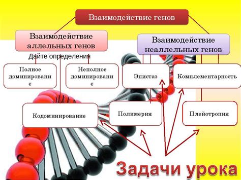 Взаимосвязь наследственной массы и генов