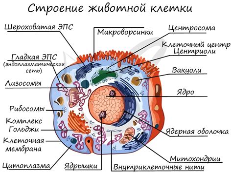 Взаимосвязь органоидов с другими клеточными структурами