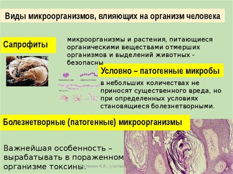 Виды микроорганизмов и их воздействие на качество выпечки при разведении в молоке