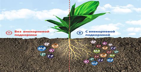 Виды удобрений и их влияние на развитие корневой системы растений