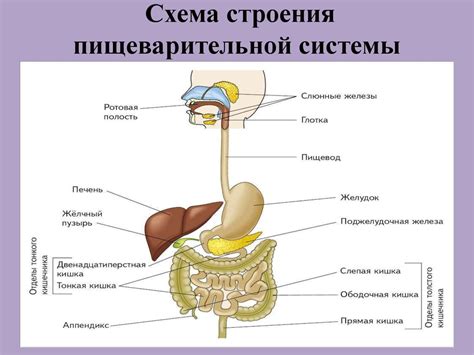 Владение пищеварительной системой: роль зерновых блюд в стабилизации работы ЖКТ