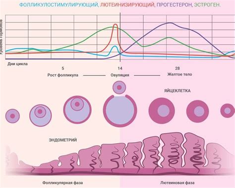 Влияние Дюфастона на регулярность и продолжительность менструального цикла