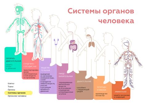 Влияние антенны на функционирование органов и систем организма