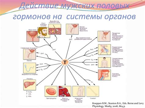 Влияние антиоксидантов на связывание гормонов