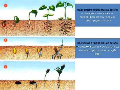 Влияние белилки на развитие и рост юных растений