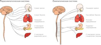 Влияние генетики на возникновение аллергий