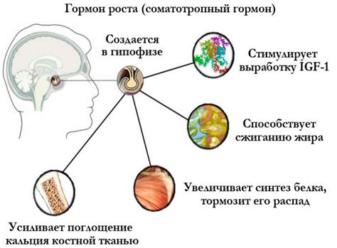 Влияние гормона роста на формирование скелета