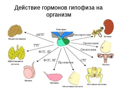 Влияние гормонов на процесс